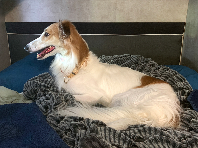 Magic looking out window